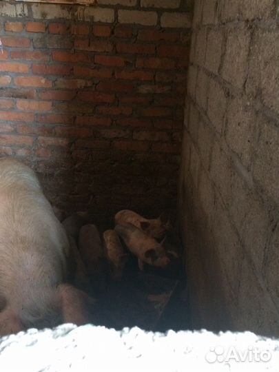 Поросята Ландрас