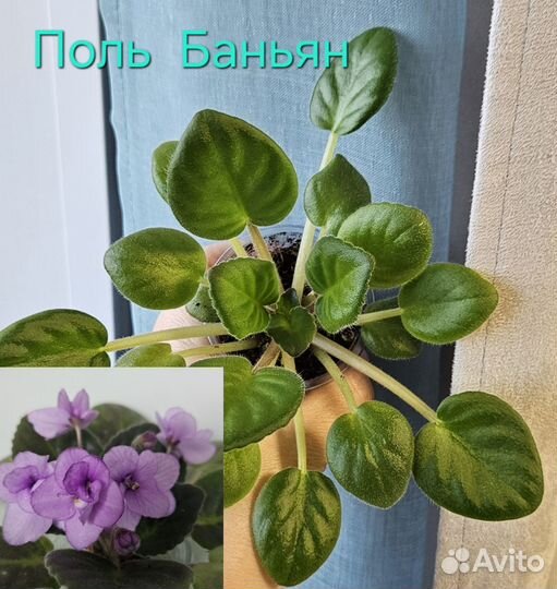 Фиалки сортовые