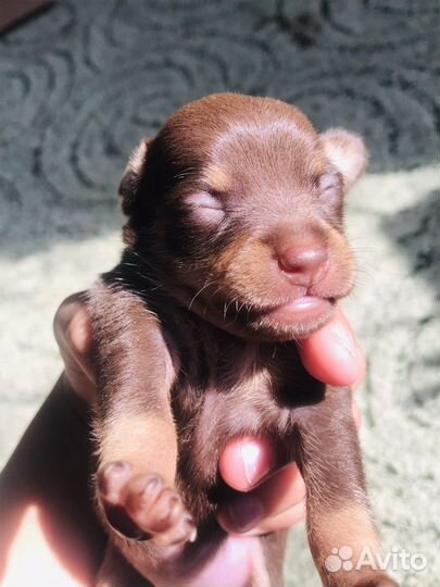 Той-терьер стандарт щенки