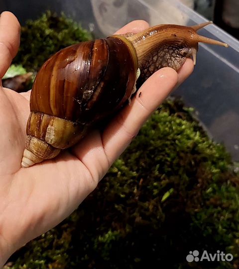 Улитки ахатины