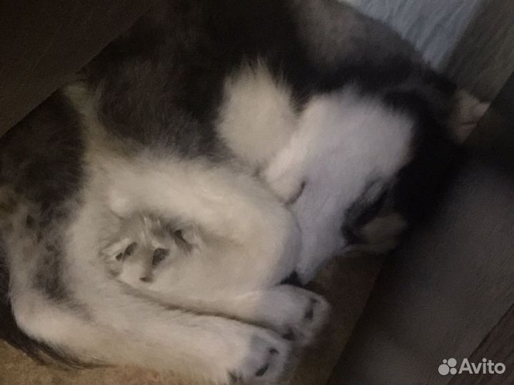 Щенок Сибирской Хаски, 5 месяцев