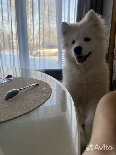 Щенок самоед