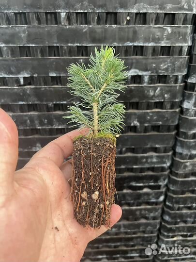 Голубая ель с зкс сеянцы в кассктах доращивание