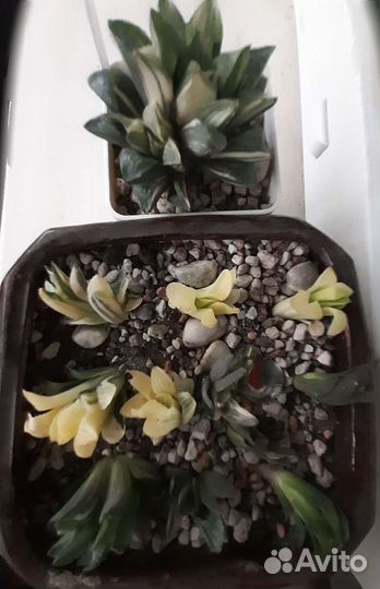 Суккуленты:Хавортии,Седум,Эчеверии