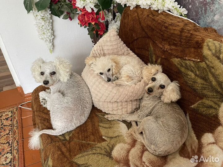 Щенки карликового пуделя