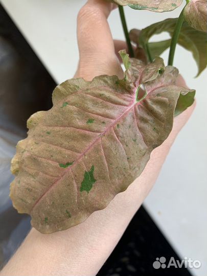 Сингониумы