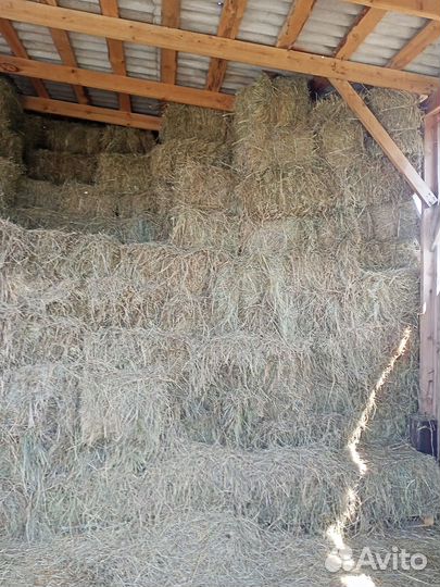 Сено клевер, люцерна,луговое в тюках 2024г