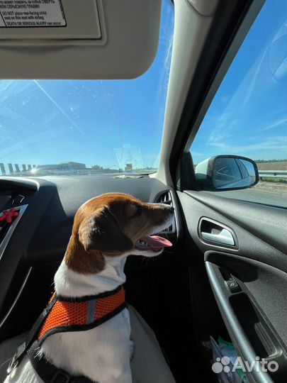 Джек Рассел терьер девочка