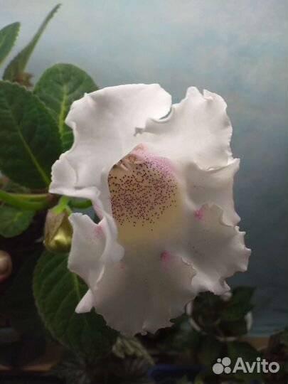 Циндапсус джой