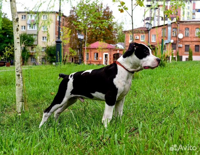 Щенки Амстафф