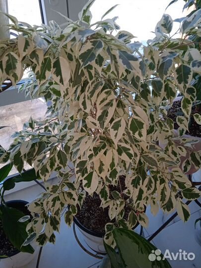Фикусы