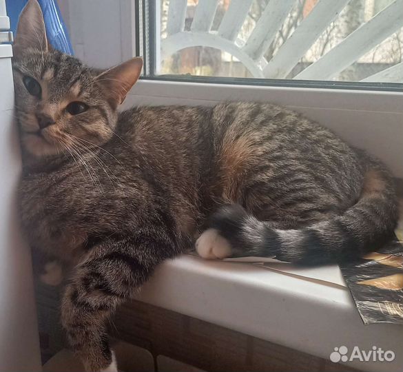 Кошка бесплатно