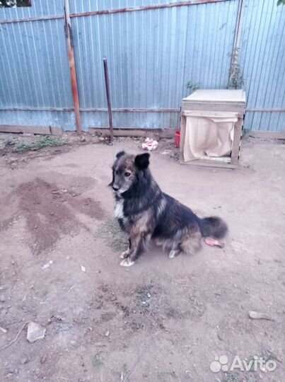 Добрый пёс ищет новый дом