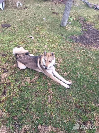Продам собаку зсл. Подробности по телефону