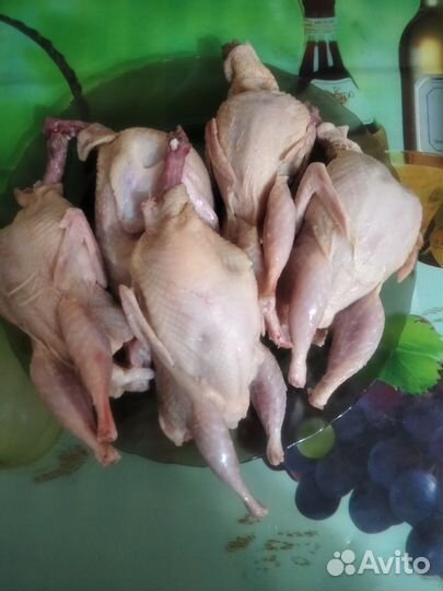 Инкубационное яйцо перепелов Радонежской породы