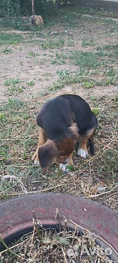 Щенки русской гончей