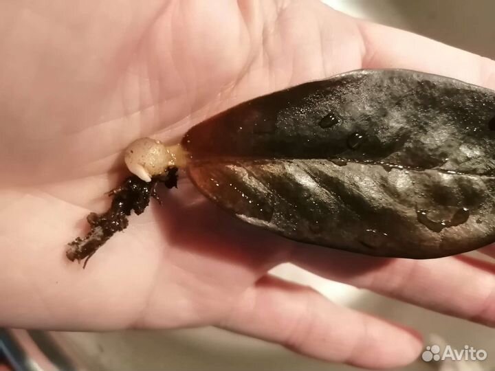 Замиокулькас черный равен, зензи