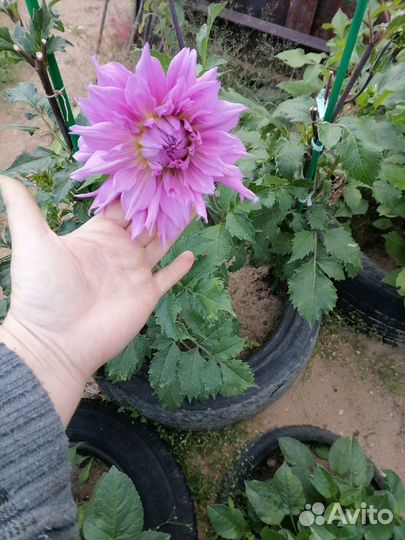 Георгины кустом на осень