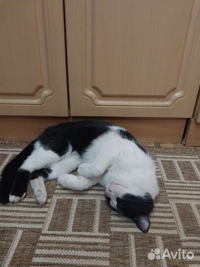 Котик в дар