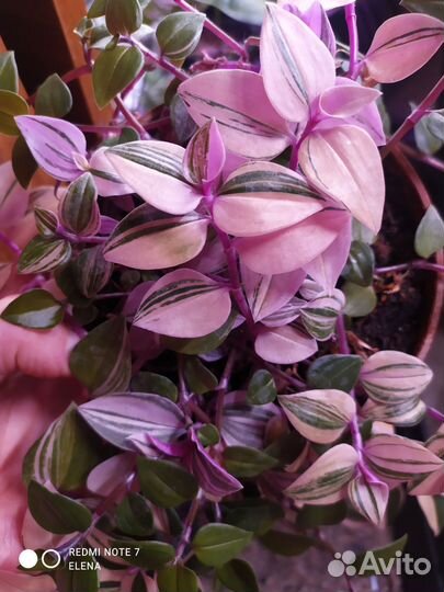 Традесканция Квадриколор