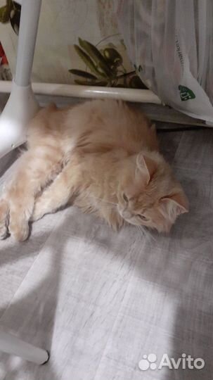 Кошка ищёт длительную передержку или новый дом