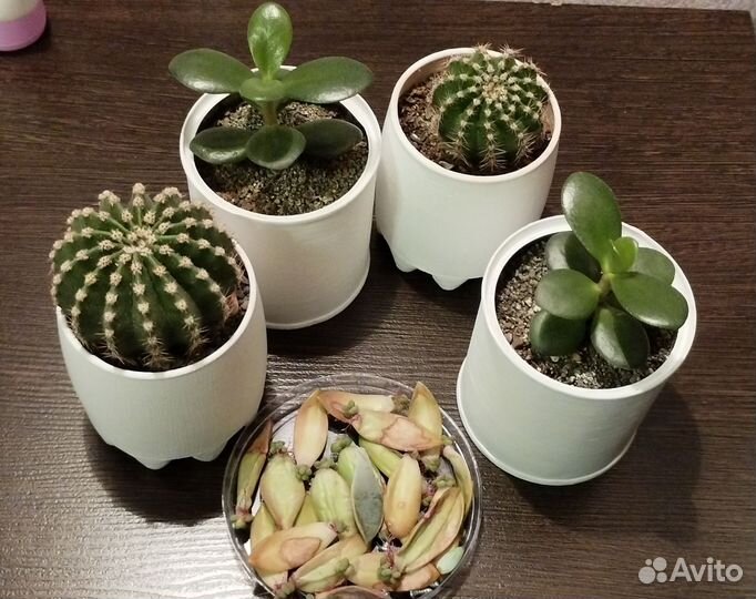 Кактусы и суккуленты