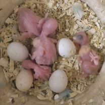 Птенцы волнистый попугай