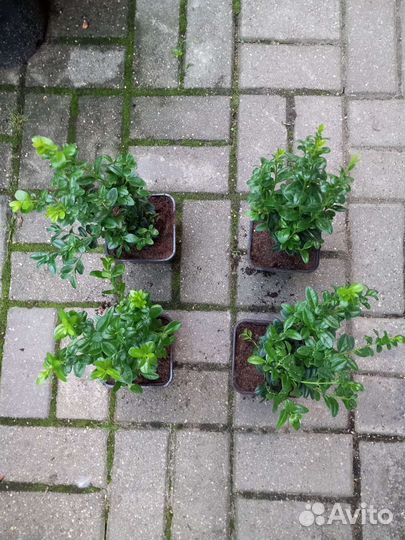 Самшит буксус