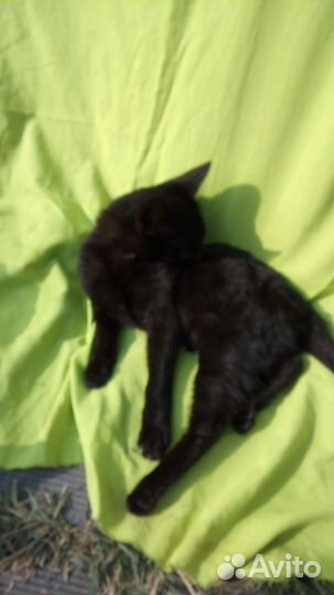 Котенок черный с белой точкой на грудке