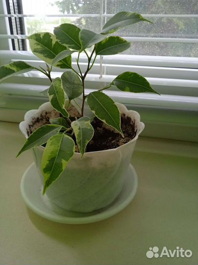 Фикус, панданус