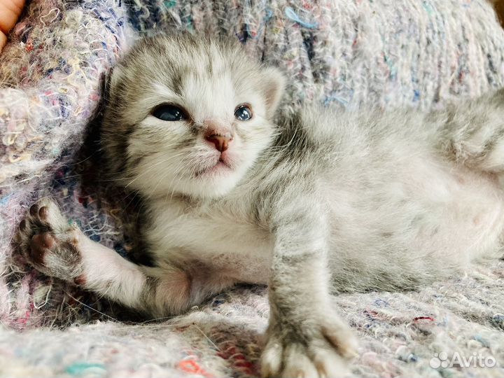 Искусственное выкармлевание котят