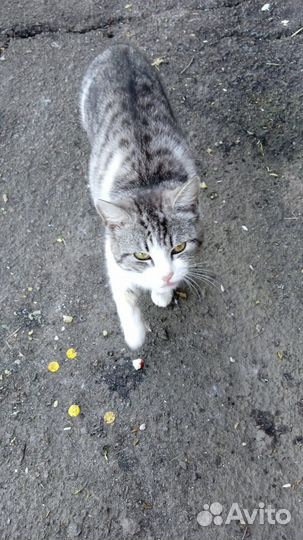 Кошечка в добрые руки