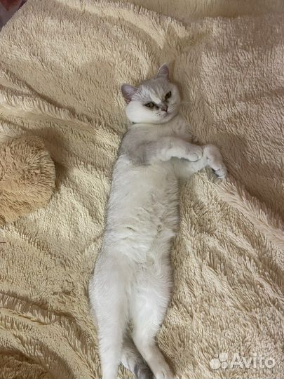 Британская короткошерстная кошка вязка