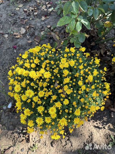 Хризантема шаровидная