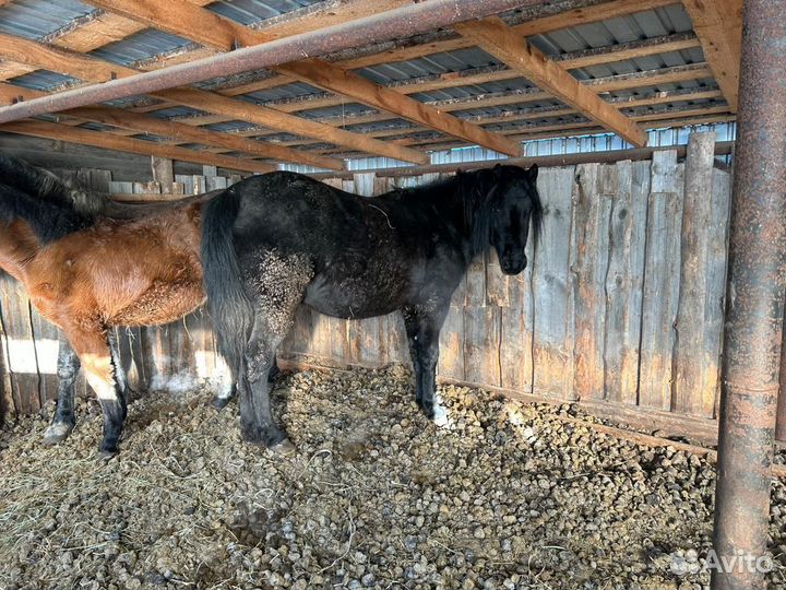 Лошади жеребята