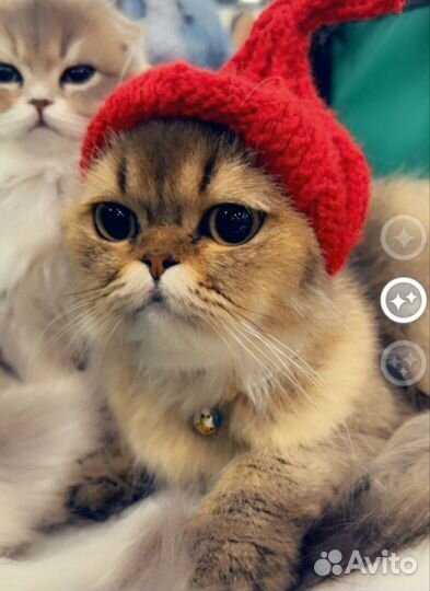 Шотландская вислоухая кошка