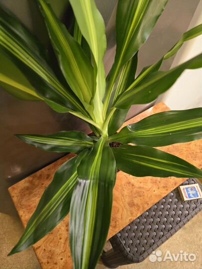 Драцена Цинто