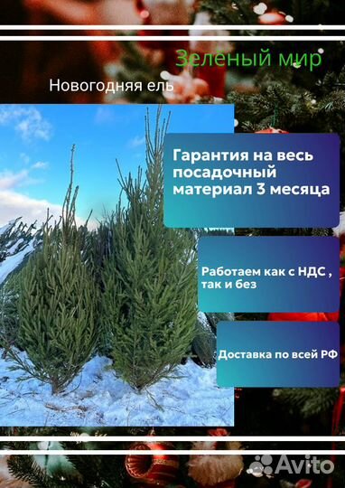 Ель Новогодняя, живая ёлка