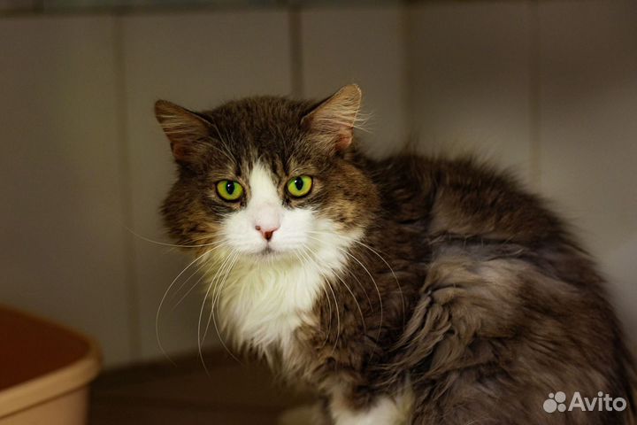 Зеленоглазый кот в добрые руки