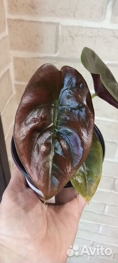 Комнатные растения цветы