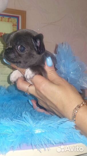 Цветные щеночки чихуахуа