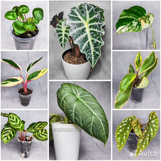 Комнатные растения