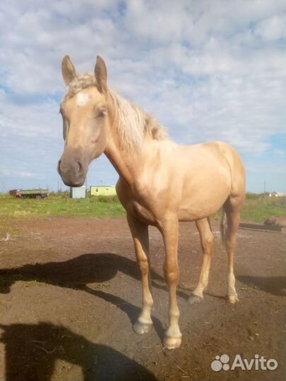 Жеребчик соловой масти