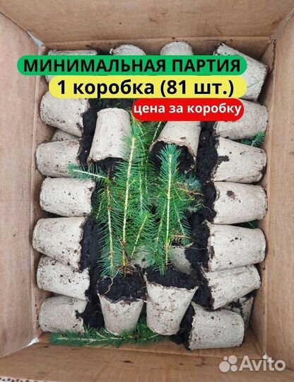 Сеянцы сосны зкс