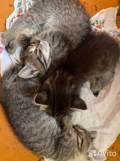 Котята в добрые руки