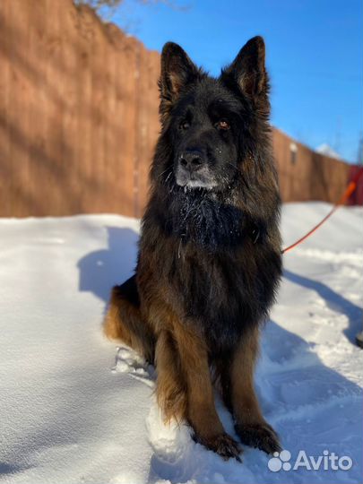 Зоогостиница