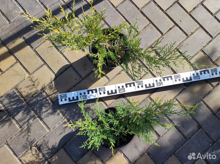 Можжевельник Олд Голд