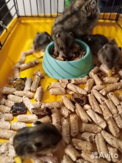 Джунгарский хомяк