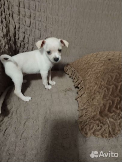 Той-терьер щенок