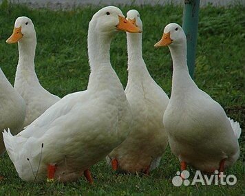 Утки муларды